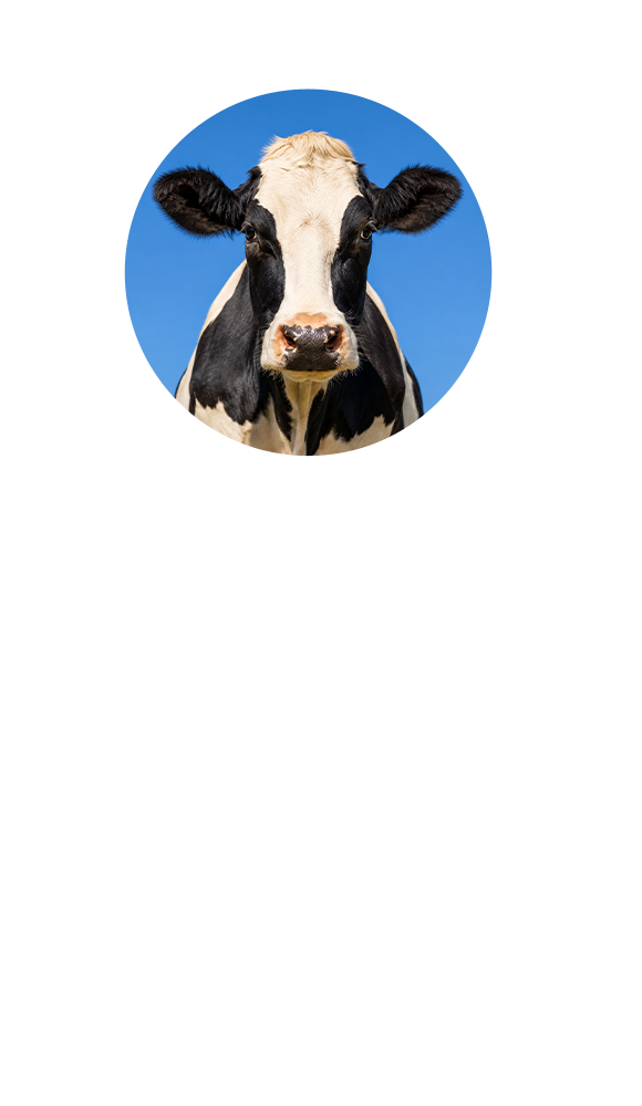 15 OCTUBRE - Manejo Entérico: Estrategias integrales para la salud intestinal y la productividad